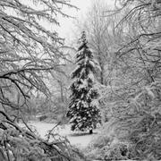 Christmas-snow-michael-kimble_card