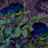 Blueroseabstractsmall_thumb