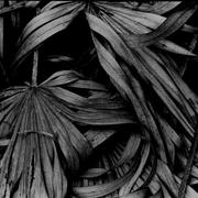 Palms-michael-l-kimble_card