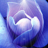 Magoliaflowerabstractsmall_thumb