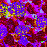 Purplehydrangiaabstractsmall_card