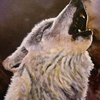 New_white_wolf_thumb
