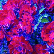 Redroseoneabstractonesmall_card