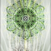 Olivegrove_card