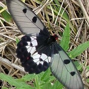 Butterfly_card