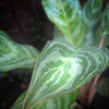 Plant_thumb