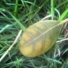 Leaf_thumb