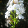 Flower_thumb