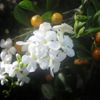 Whiteflower_thumb