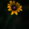Black_eyed_susan_thumb