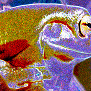 Frog_card