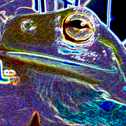 Frog_2_card