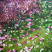 Magnolias_square