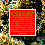 Ali_zongo_card