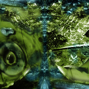 Iris72_card