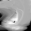 Bird_thumb