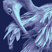 Blauerpelikan_card