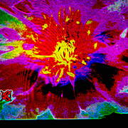 Silent_flower_card