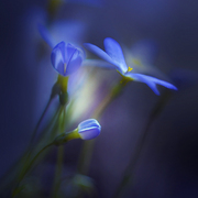 Spring_transitions_card