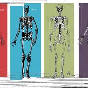 Skel01__medium__card