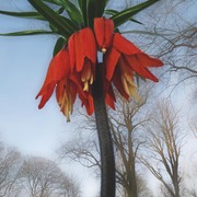 Flower_power_card