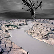 Tree_card
