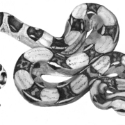 Snake_09_card