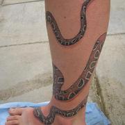Snake_8_card