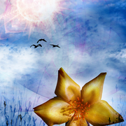 Sunnydays_card