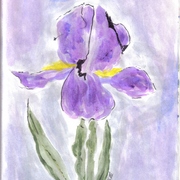 Iris_by_collette