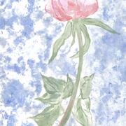 2_rose_with_lace_crop