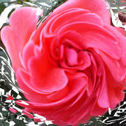 Rosensog_card