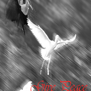 2007_holiday_card_4x6_card