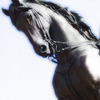 Horse_thumb