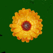 Nonna_297g_card