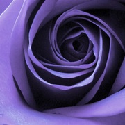 Purrple_rosse_card