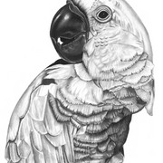 Bird2_card