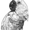 Bird2_thumb