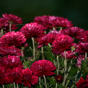 Img_6955a_card
