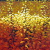 Leaf_veils_thumb