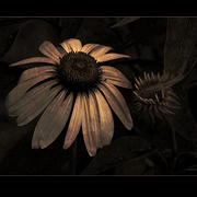 Night_flowers_card