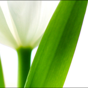 White_tulip_card