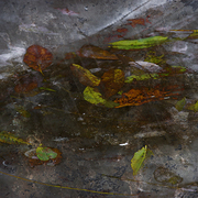 Autumn_moods_card