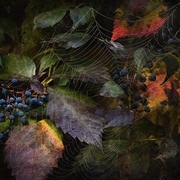 Virginia_creeper_card