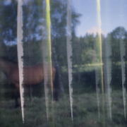 Pinhorse_card