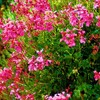 Foto31_thumb