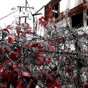 Red_leaves_web_card
