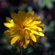 X_4355087c_card