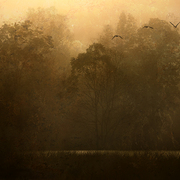 Dawn_landing_card