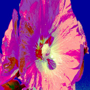 Flower_posterizedmovemove_card
